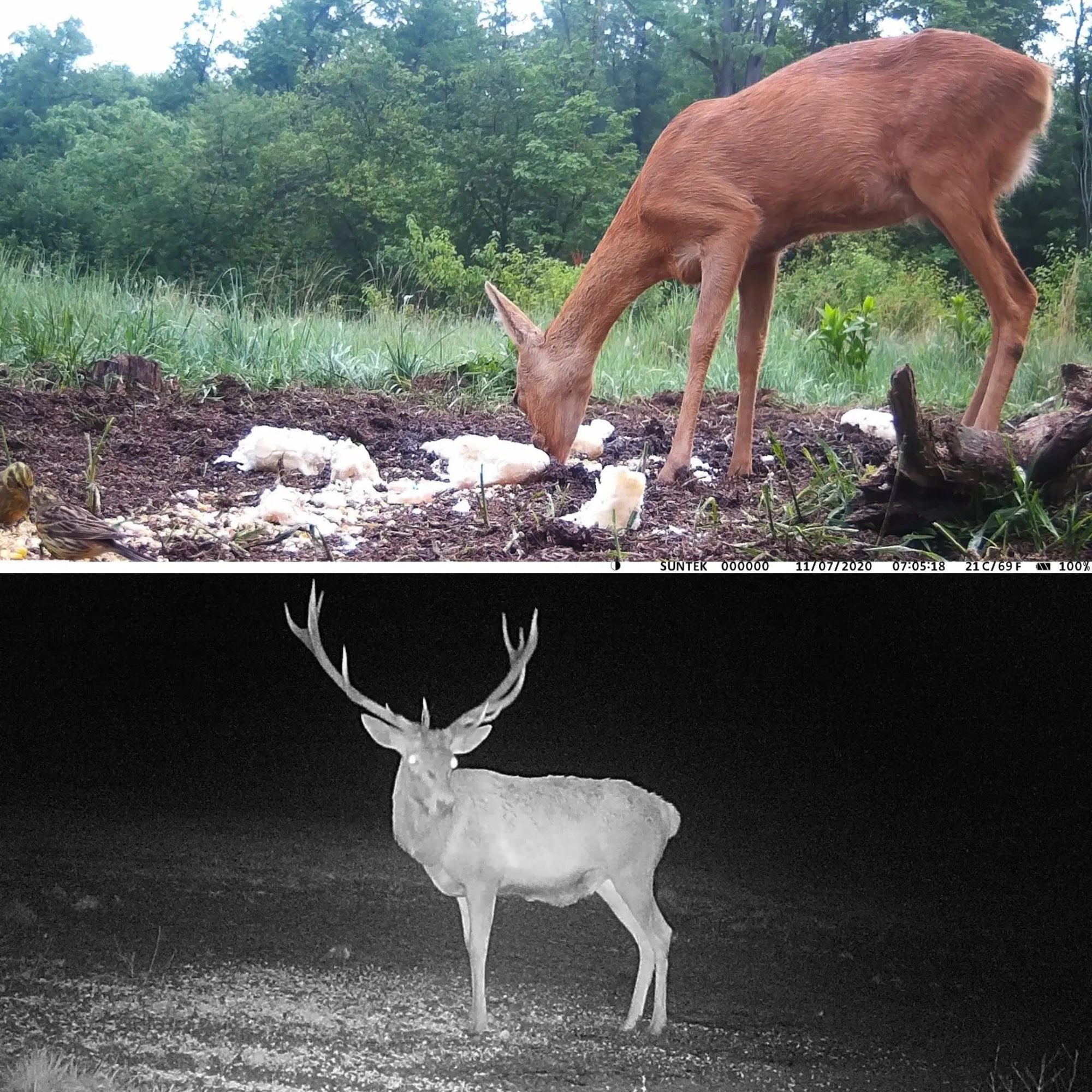 camera animaux nocturnes
