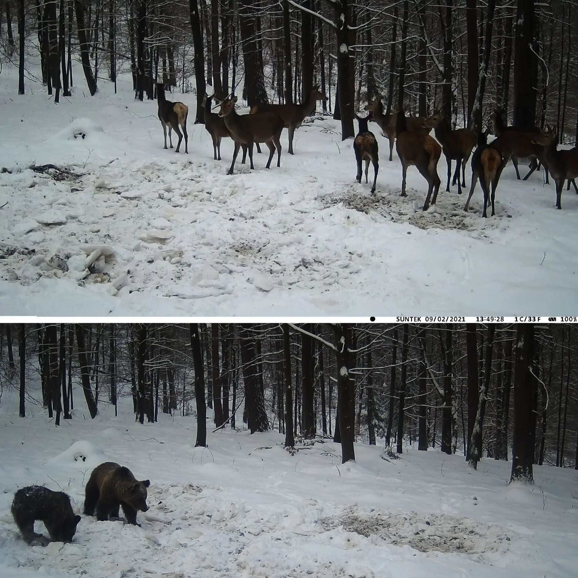 appareil photo chasse