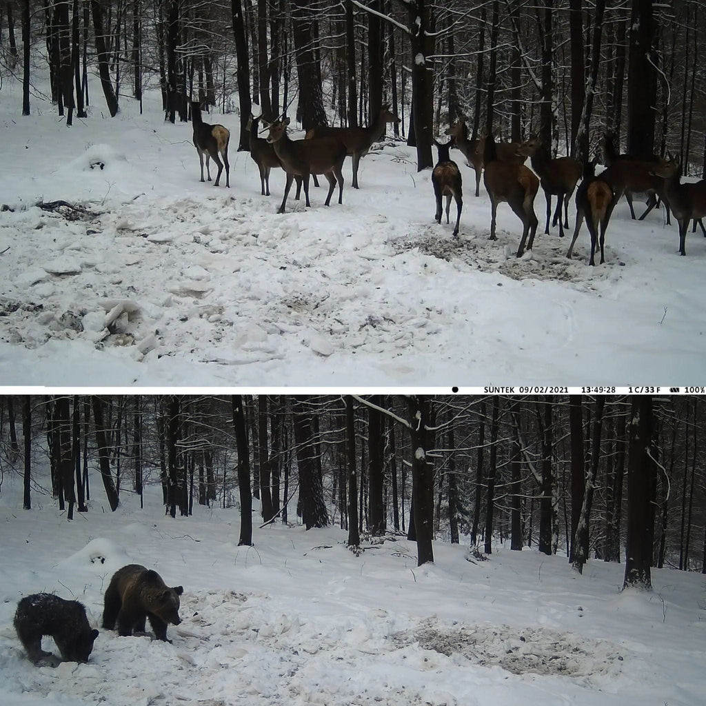 chasse photographique