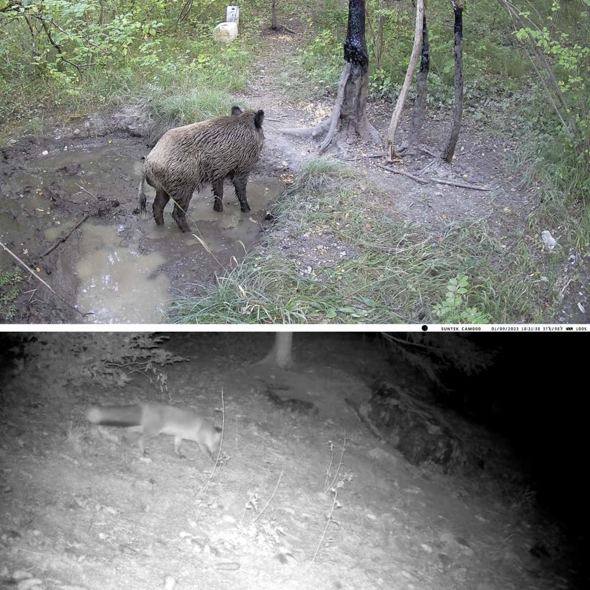 camera de chasse avec alerte sms mms
